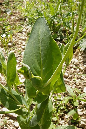 Conringia orientalis \ Orientalischer Ackerkohl, Weier Ackerkohl / Hare's Ear Mustard, D Friedewald 31.5.2014