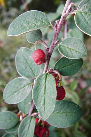 Cotoneaster integerrimus \ Gewhnliche Zwergmispel / Wild Cotoneaster, D Weltenburg 14.6.2014