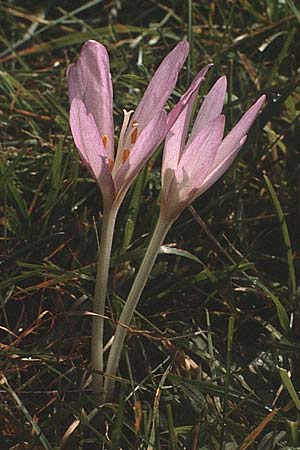 Colchicum autumnale \ Herbst-Zeitlose / Meadow Saffron, Autumn Crocus, D Pforzheim 22.10.1980