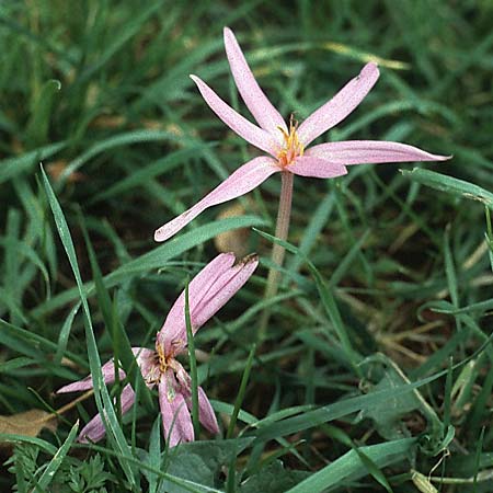 Colchicum autumnale \ Herbst-Zeitlose / Meadow Saffron, Autumn Crocus, D Mannheim 8.10.1983
