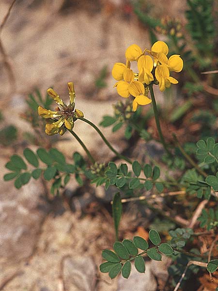 Hippocrepis comosa \ Hufeisenklee / Horseshoe Vetch, D Werbach 6.5.2006