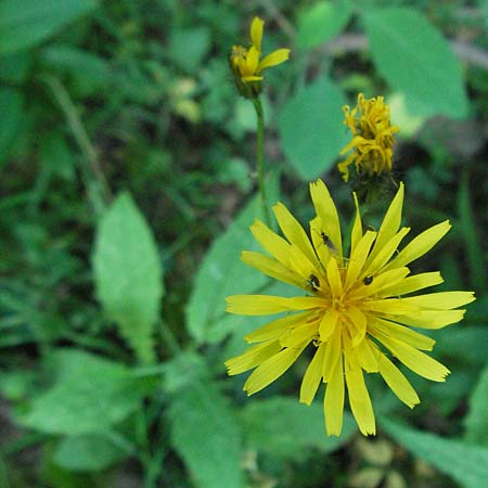 Crepis paludosa \ Sumpf-Pippau / Marsh Hawk's-Beard, D Odenwald, Unterabtsteinach 23.6.2006