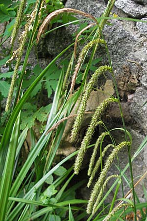 Carex pendula s.str. \ Westliche H�nge-Segge / Western Pendulous Sedge, Western Hanging Sedge, D Hemsbach 18.5.2009