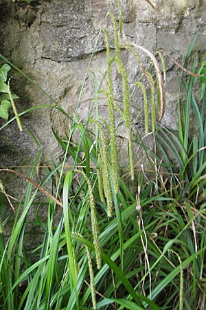 Carex pendula s.str. \ Westliche H�nge-Segge / Western Pendulous Sedge, Western Hanging Sedge, D Hemsbach 18.5.2009