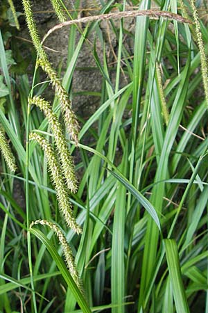 Carex pendula s.str. \ Westliche H�nge-Segge / Western Pendulous Sedge, Western Hanging Sedge, D Hemsbach 18.5.2009