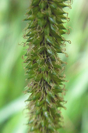 Carex pendula s.str. \ Westliche H�nge-Segge / Western Pendulous Sedge, Western Hanging Sedge, D Hemsbach 18.5.2009