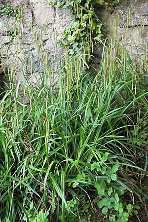 Carex pendula s.str. \ Westliche H�nge-Segge / Western Pendulous Sedge, Western Hanging Sedge, D Hemsbach 18.5.2009