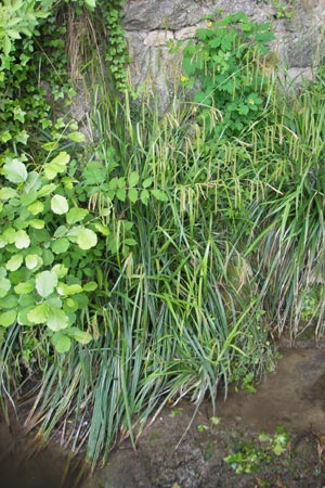 Carex pendula s.str. \ Westliche H�nge-Segge / Western Pendulous Sedge, Western Hanging Sedge, D Hemsbach 18.5.2009