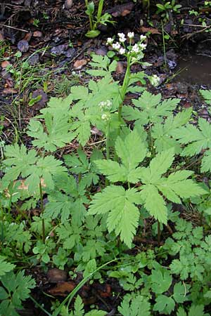 Chaerophyllum hirsutum \ Berg-Klberkropf / Hairy Chervil, D Kempten 22.5.2009