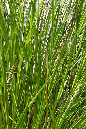 Carex paniculata \ Rispen-Segge / Greater Tussock Sedge, D Günzburg 8.5.2010