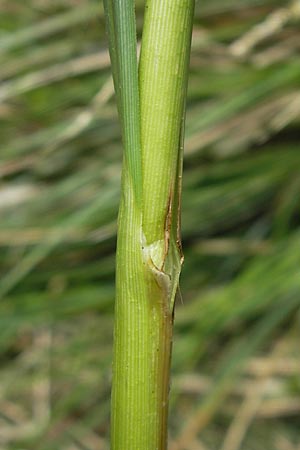 Carex paniculata \ Rispen-Segge / Greater Tussock Sedge, D Günzburg 8.5.2010