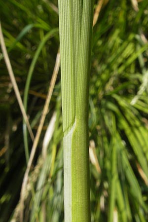 Carex paniculata \ Rispen-Segge / Greater Tussock Sedge, D Günzburg 8.5.2010