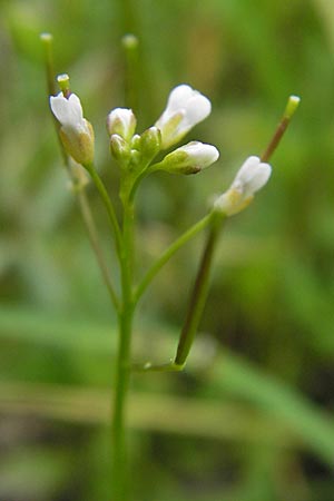 Cardamine parviflora \ Kleinbl�tiges Schaumkraut / Small-Flowered Bitter-Cress, D Lampertheim 10.5.2010