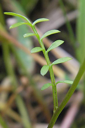Cardamine parviflora \ Kleinbl�tiges Schaumkraut / Small-Flowered Bitter-Cress, D Lampertheim 10.5.2010