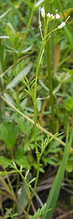 Cardamine parviflora \ Kleinbl�tiges Schaumkraut / Small-Flowered Bitter-Cress, D Lampertheim 10.5.2010