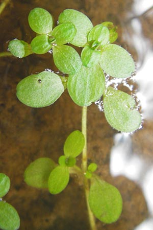 Callitriche stagnalis ? \ Teich-Wasserstern / Pond Water Starwort, D Odenwald, Neckargemünd-Mückenloch 13.9.2010