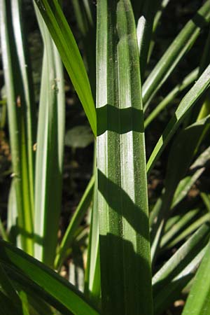 Carex agastachys \ &Ouml;stliche H&auml;nge-Segge / Eastern Pendulous Sedge, Eastern Hanging Sedge, D Bruchsal 13.5.2011