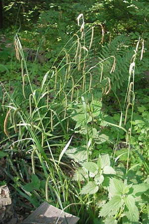 Carex agastachys \ &Ouml;stliche H&auml;nge-Segge / Eastern Pendulous Sedge, Eastern Hanging Sedge, D Bruchsal 13.5.2011