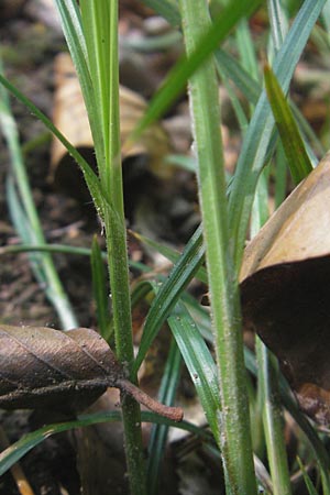 Carex pallescens \ Bleiche Segge / Pale Sedge, D Odenwald, Neckargemünd-Mückenloch 26.5.2011