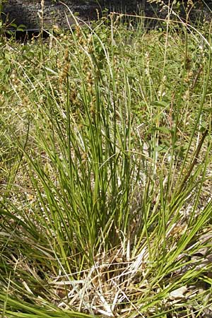 Carex polyphylla \ Unterbrochenhrige Segge / Berkeley Sedge, Grassland Sedge, D Weinheim an der Bergstraße 29.5.2011