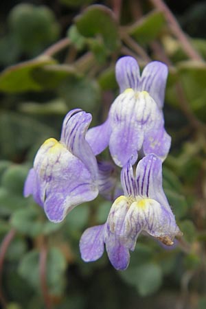 Cymbalaria pallida \ Blasses Zimbelkraut / Italian Toadflax, D Waibstadt 5.10.2011