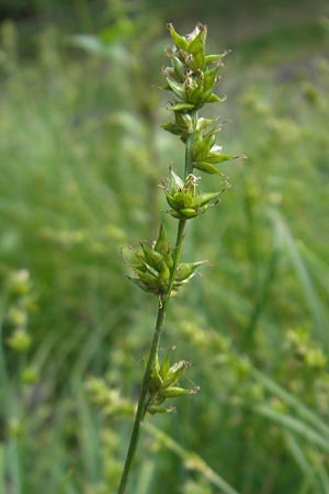 Carex polyphylla \ Unterbrochenhrige Segge / Berkeley Sedge, Grassland Sedge, D Weinheim an der Bergstraße 11.5.2012