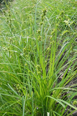 Carex polyphylla \ Unterbrochenhrige Segge / Berkeley Sedge, Grassland Sedge, D Weinheim an der Bergstraße 11.5.2012