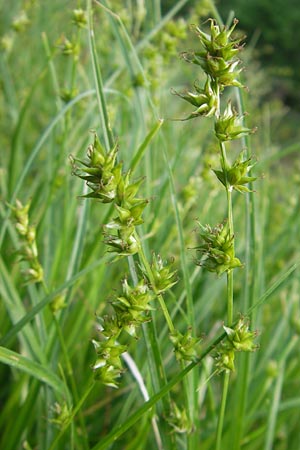 Carex polyphylla \ Unterbrochenhrige Segge / Berkeley Sedge, Grassland Sedge, D Weinheim an der Bergstraße 11.5.2012