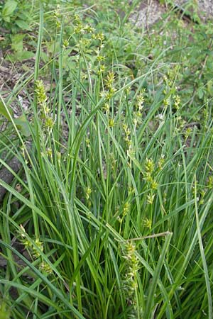 Carex polyphylla \ Unterbrochenhrige Segge / Berkeley Sedge, Grassland Sedge, D Weinheim an der Bergstraße 11.5.2012