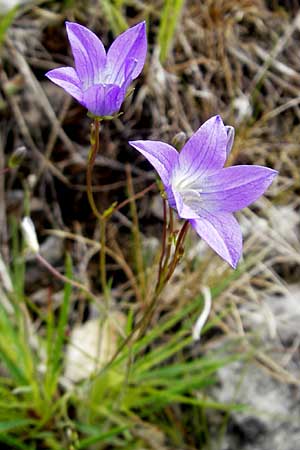 Campanula patula \ Wiesen-Glockenblume / Spreading Bellflower, D Franken/Franconia Weismain 18.5.2012