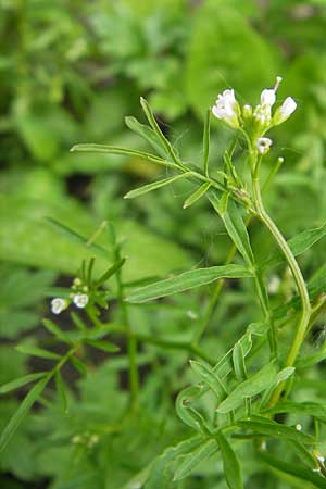 Cardamine parviflora \ Kleinbl�tiges Schaumkraut / Small-Flowered Bitter-Cress, D Lampertheim 21.5.2012