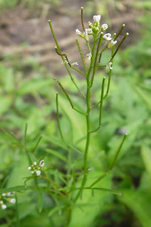 Cardamine parviflora \ Kleinbl�tiges Schaumkraut / Small-Flowered Bitter-Cress, D Lampertheim 21.5.2012