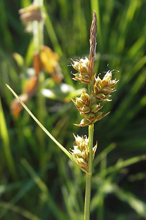 Carex pilulifera \ Pillen-Segge / Pill Sedge, D Pfalz, Speyer 25.5.2012