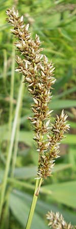Carex paniculata \ Rispen-Segge / Greater Tussock Sedge, D Kipfenberg 7.6.2012