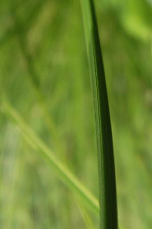 Carex paniculata \ Rispen-Segge / Greater Tussock Sedge, D Kipfenberg 7.6.2012