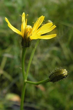 Crepis paludosa \ Sumpf-Pippau / Marsh Hawk's-Beard, D Schwarzwald/Black-Forest, Reichental 7.7.2012