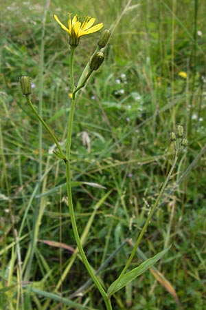 Crepis paludosa \ Sumpf-Pippau / Marsh Hawk's-Beard, D Schwarzwald/Black-Forest, Reichental 7.7.2012