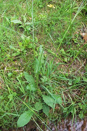 Crepis paludosa \ Sumpf-Pippau / Marsh Hawk's-Beard, D Schwarzwald/Black-Forest, Reichental 7.7.2012