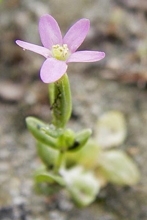 Centaurium pulchellum \ Kleines Tausendgldenkraut / Branched Centaury, D Philippsburg 25.8.2012