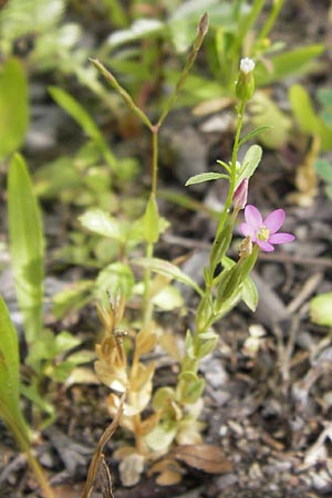 Centaurium pulchellum \ Kleines Tausendgldenkraut / Branched Centaury, D Philippsburg 25.8.2012