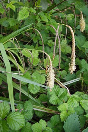 Carex pendula s.str. \ Westliche H�nge-Segge / Western Pendulous Sedge, Western Hanging Sedge, D Odenwald, Mitlechtern 11.5.2013