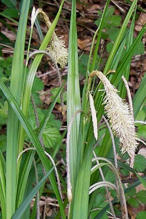 Carex pendula s.str. \ Westliche H�nge-Segge / Western Pendulous Sedge, Western Hanging Sedge, D Odenwald, Mitlechtern 11.5.2013