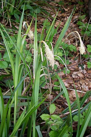 Carex pendula s.str. \ Westliche H�nge-Segge / Western Pendulous Sedge, Western Hanging Sedge, D Odenwald, Mitlechtern 11.5.2013