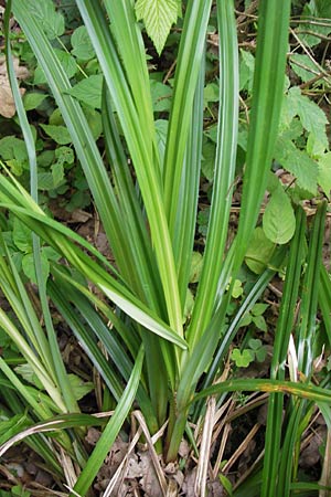 Carex pendula s.l. \ H&auml;nge-Segge / Pendulous Sedge, Hanging Sedge, D Ochsenbach 22.6.2013