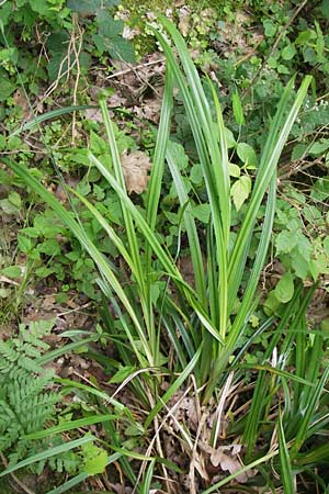 Carex pendula s.l. \ H&auml;nge-Segge / Pendulous Sedge, Hanging Sedge, D Ochsenbach 22.6.2013