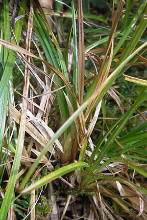 Carex pilulifera \ Pillen-Segge / Pill Sedge, D Heidelberg 24.7.2013