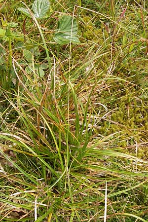 Carex pilulifera \ Pillen-Segge / Pill Sedge, D Heidelberg 24.7.2013
