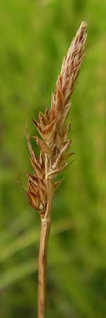 Carex pilulifera \ Pillen-Segge / Pill Sedge, D Heidelberg 24.7.2013