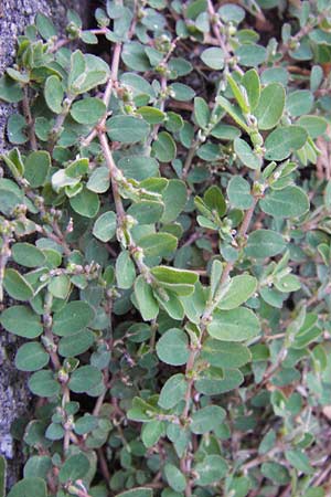 Chamaesyce prostrata \ Hingestreckte Wolfsmilch / Trailing Red Spurge, Prostrate Spurge, D Mannheim 4.9.2013