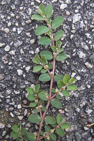 Chamaesyce prostrata \ Hingestreckte Wolfsmilch / Trailing Red Spurge, Prostrate Spurge, D Mannheim 4.9.2013